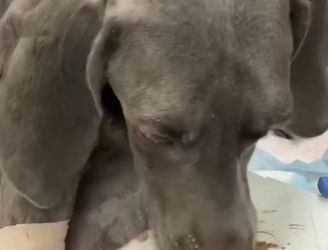 C0504002 Skeleton Dog Has a Heatstroke Finally Getting the Care He So Desperately Needed (Part 2)