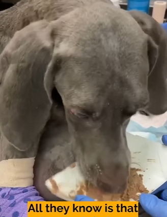 C0504002 Skeleton Dog Has a Heatstroke Finally Getting the Care He So Desperately Needed (Part 2)