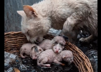 R2504003 Gray Rain Covered Whole City, but Mother Cat (Part 2)
