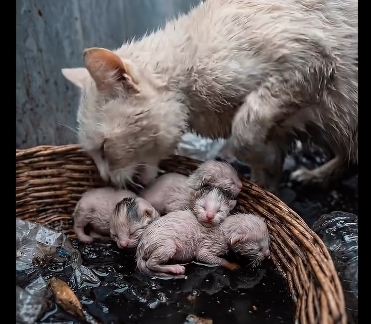 R2504003 Gray Rain Covered Whole City, but Mother Cat (Part 2)