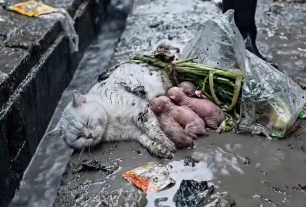 R2504005 No One Saw Them Five Newborn Kittens Clung to (Part 2)