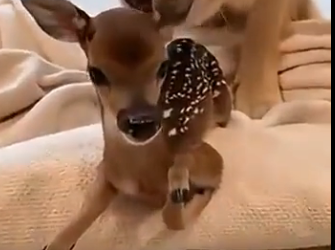 D2404005_I saved a baby deer….he came back years later (Part 2)