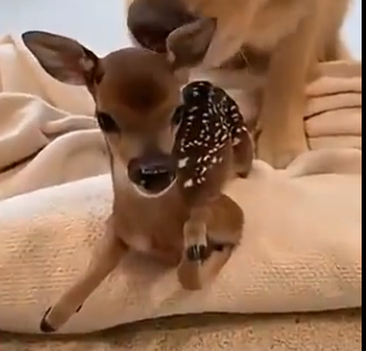 D2404005_I saved a baby deer….he came back years later (Part 2)