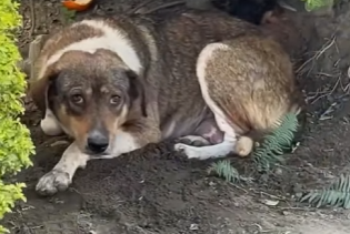 C0304005 She brought her puppies to a road… Hoping someone would save her little ones. (Part 2)