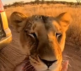 L3103001 Rescued a Mother Lioness… She Returned With Her New Cubs (Part 2)