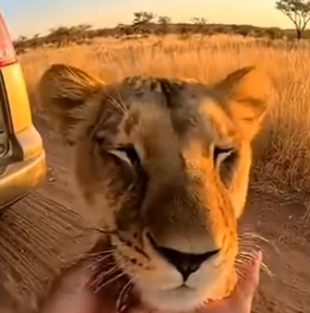 L3103001 Rescued a Mother Lioness… She Returned With Her New Cubs (Part 2)