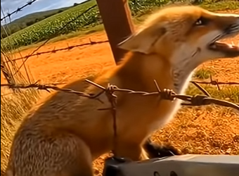 L2704003_saving a fox  (Part 2)