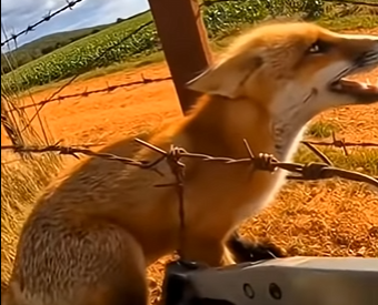 L2704003_saving a fox (Part 2)