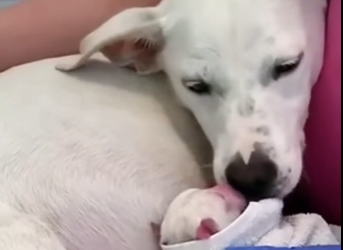 C0504003 Dog gives birth to 14 beautiful babies (Part 2)