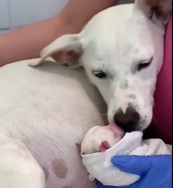 C0504003 Dog gives birth to 14 beautiful babies (Part 2)