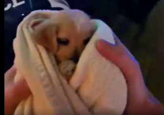 D2604004_She threw her puppy into a SHARK TANK_!(INSTANT KARMA) (Part 2)