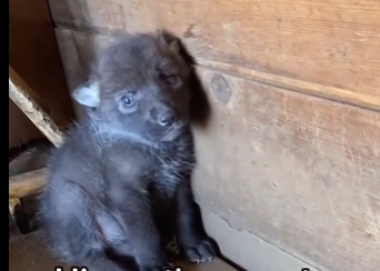 V2704001_I saved the pups life  (Part 2)