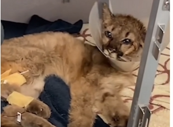 V2704002_this mountain lion needed help💕  (Part 2)
