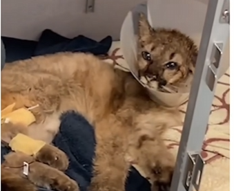 V2704002_this mountain lion needed help💕  (Part 2)