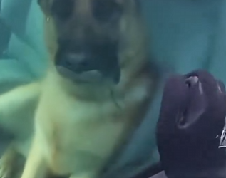 C2603001 I dived 50ft to save my dog from a sinking car… 🌉😱 (Part 2)