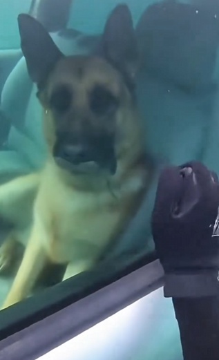 C2603001 I dived 50ft to save my dog from a sinking car… 🌉😱 (Part 2)