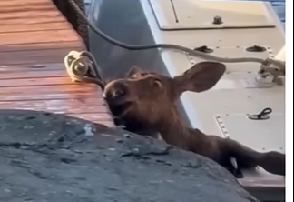 H2704009 This animal trusted a stranger… and survived (Part 2)