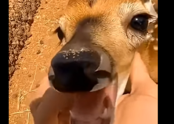 L2704011_Man saved an abandoned fawn from becoming a hyena’s meal. (Part 2)