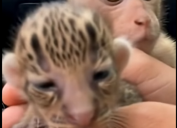 O2704006 The Monkey Who Brought Me a Baby Leopard  (Part 2)