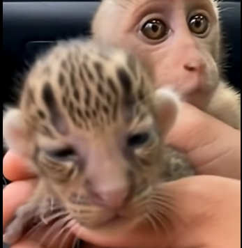 O2704006 The Monkey Who Brought Me a Baby Leopard (Part 2)