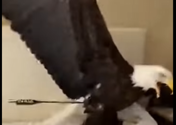 L2704012_He froze when an eagle with an arrow flew into his apartment (Part 2)