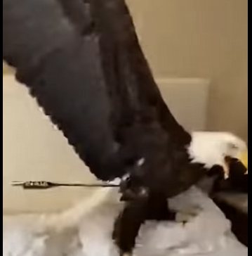 L2704012_He froze when an eagle with an arrow flew into his apartment (Part 2)