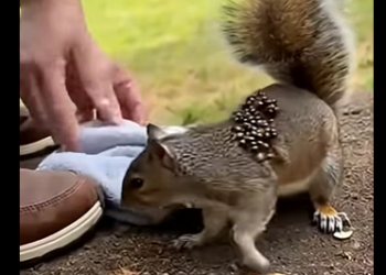 L2704010_I thought it was dirt… I was wrong.” 🐿️. (Part 2)
