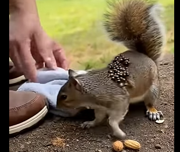 L2704010_I thought it was dirt… I was wrong.” 🐿️. (Part 2)