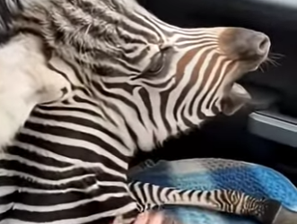 L0704005 The man chose courage, and a baby zebra lived. (Part 2)