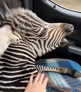 L0704005 The man chose courage, and a baby zebra lived. (Part 2)