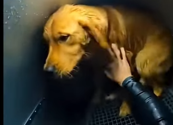 E2804009 This rescue says more than words ever could. (Part 2)