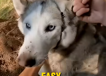 E3031001 She Tried to Bury Her Husky in the Backyard… Emergency Rescue🚨 (Part 2)