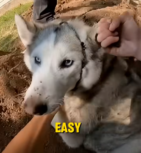 E3031001 She Tried to Bury Her Husky in the Backyard… Emergency Rescue🚨 (Part 2)