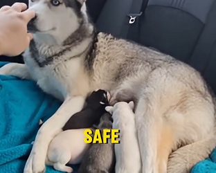 E0704003 She Kicked Out a Husky Mom and Puppies… 💔 Karma Hit Fast (Part 2)