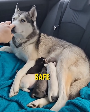 E0704003 She Kicked Out a Husky Mom and Puppies… 💔 Karma Hit Fast (Part 2)