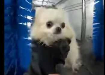 D2804001 This cat cried for help… would you hear it? (Part 2)
