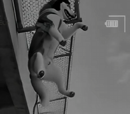 E0704002 A Husky Was Hanging in the Air… Emergency rescue 🚨 (Part 2)