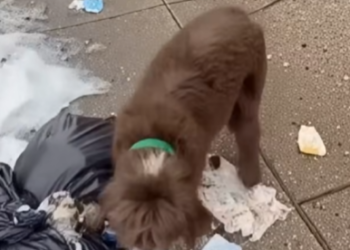 E0704001_She Chose Makeup Over Feeding Her Dog… – Animal Rescue (Part 2)