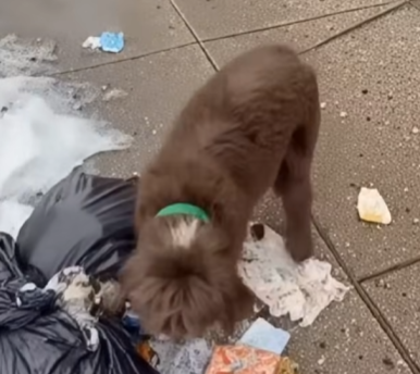 E0704001_She Chose Makeup Over Feeding Her Dog… – Animal Rescue (Part 2)