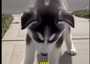 E0304003_She Threw a 4-Month Husky Onto the Street… (Part 2)