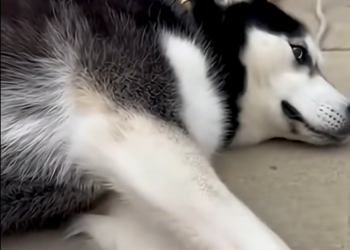 E3031006 She Tied Her Husky’s Legs and Left Him Outside… – Emergency Rescue 🚑 (Part 2)
