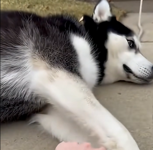 E3031006 She Tied Her Husky’s Legs and Left Him Outside… – Emergency Rescue 🚑 (Part 2)