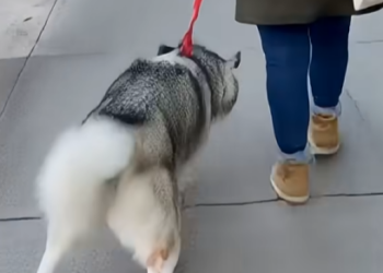 E0104005 She Forced Her Injured Husky to Walk… -Emergency rescue 🚨 (Part 2)
