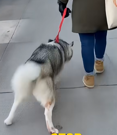 E0104005 She Forced Her Injured Husky to Walk… -Emergency rescue 🚨 (Part 2)