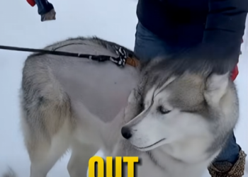 E3031002 She Shaved Her Husky in the Snow… – Emergency Rescue 🚑 (Part 2)
