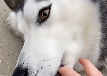 E0104001 My Husky Jumped in Front of a Cobra to Save Me but….💔 (Part 2)