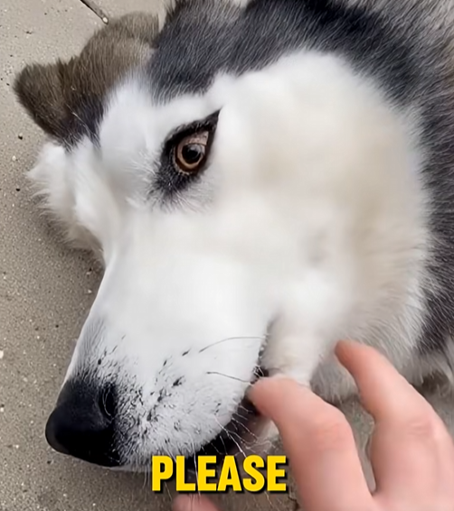 E0104001 My Husky Jumped in Front of a Cobra to Save Me but….๐ (Part 2)