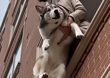 E0104003 She Was Seconds From Throwing Her Husky…–Emergency Rescue (Part 2)