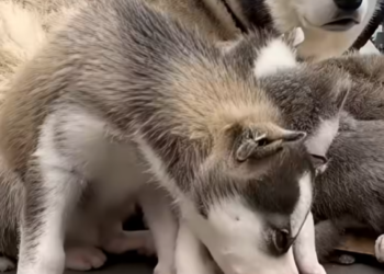 E0104002 She Tried to Poison a Stray Husky Puppy…💔🐾 (Part 2)