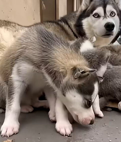 E0104002 She Tried to Poison a Stray Husky Puppy…💔🐾 (Part 2)